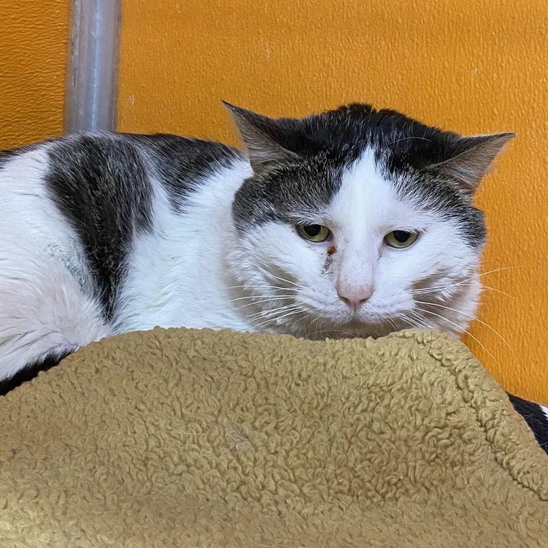An adult medium-sized male White Domestic Short Hair cat named Twilight for adoption in Elyria, OH