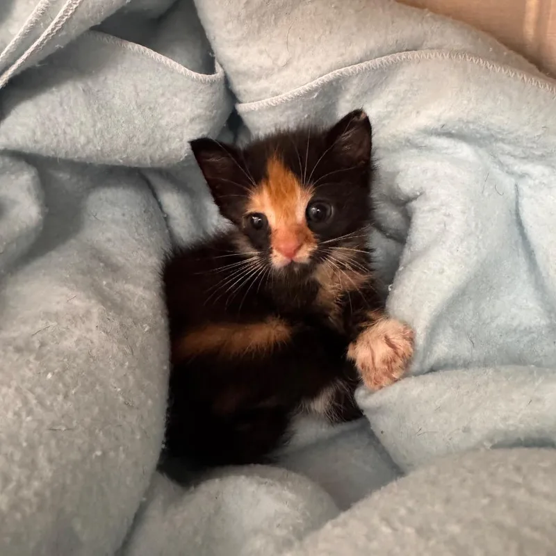 A baby small-sized female Calico Domestic Short Hair cat named Ming Ming for adoption in Lake Panasoffkee, FL