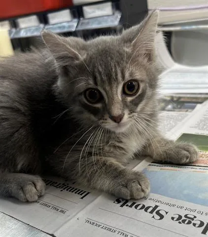 A baby small-sized male Domestic Short Hair cat named Sprout for adoption in Houston, TX