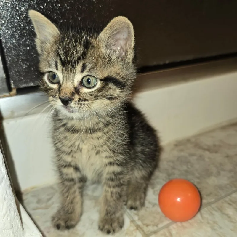 A baby small-sized male Brown / Chocolate Domestic Short Hair cat named Squid for adoption in Fort Worth, TX
