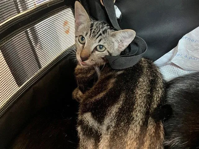 A baby small-sized male Brown / Chocolate Domestic Short Hair cat named Ruler for adoption in Tavares, FL