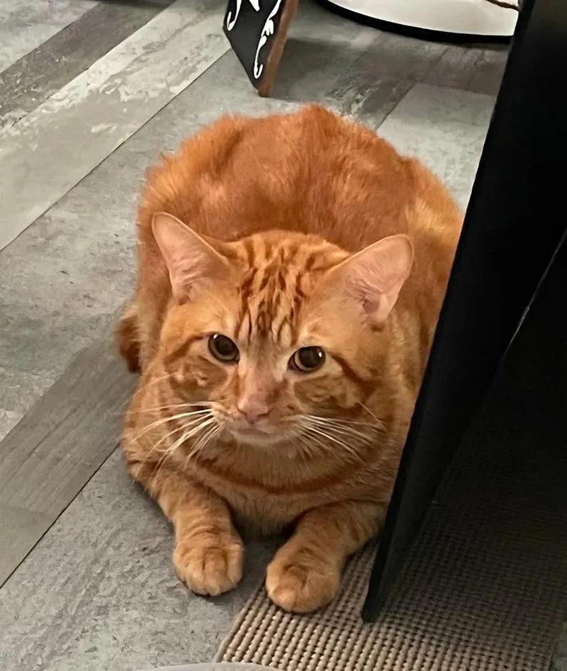 An adult medium-sized male Tabby (Orange / Red) Domestic Short Hair cat named Machi for adoption in Orlando, FL