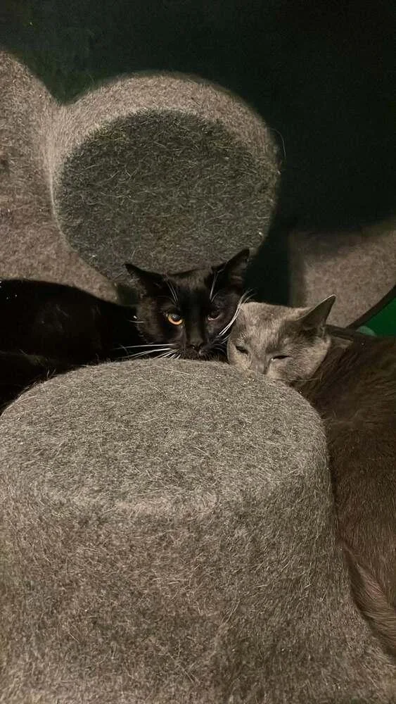 An adult large-sized male Black & White / Tuxedo Domestic Short Hair cat named Druzy for adoption in Chicago, IL