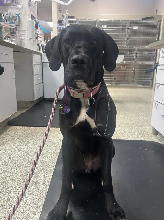 A young extra large-sized female Great Dane dog named Maggie for adoption in Pine Beach, NJ