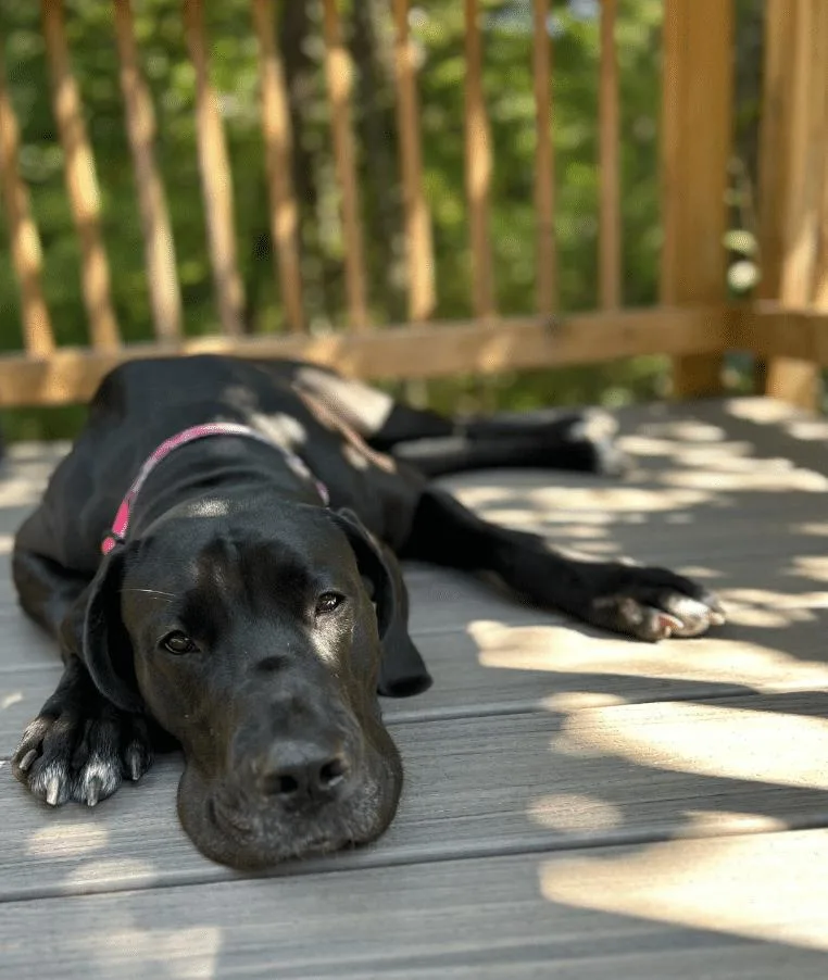 Maggie thumbnail 2