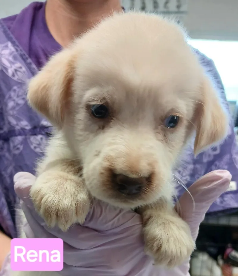 A baby small-sized female Australian Cattle Dog / Blue Heeler dog named Rena for adoption in Mena, AR