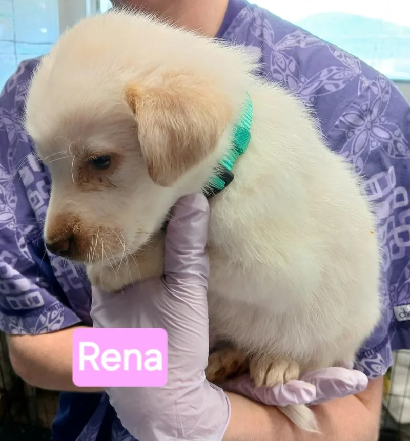 Rena thumbnail 2