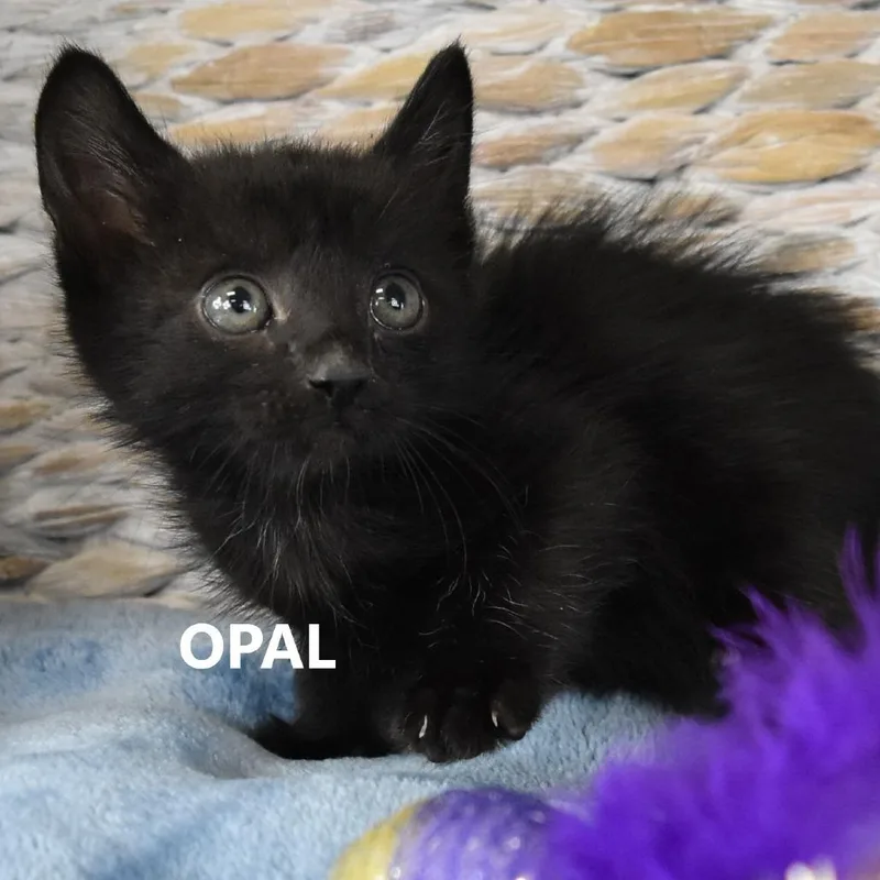 A baby small-sized female Black Domestic Short Hair cat named Opal for adoption in Salt Lake City, UT