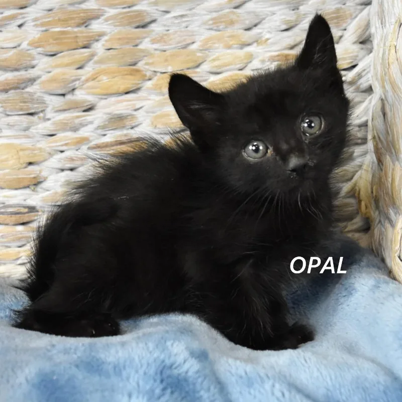 Opal thumbnail 2