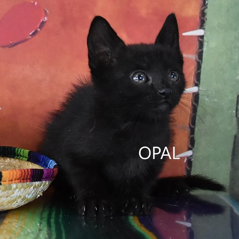 Opal thumbnail 3
