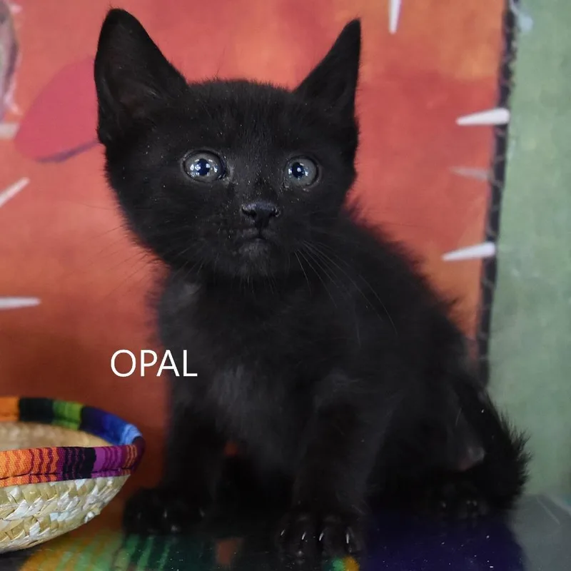 Opal thumbnail 4