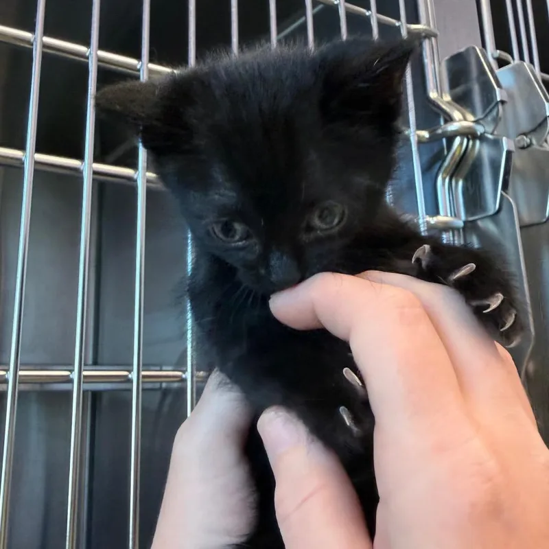A baby small-sized female Black Domestic Short Hair cat named Cosmic Brownie for adoption in Madisonville, TN