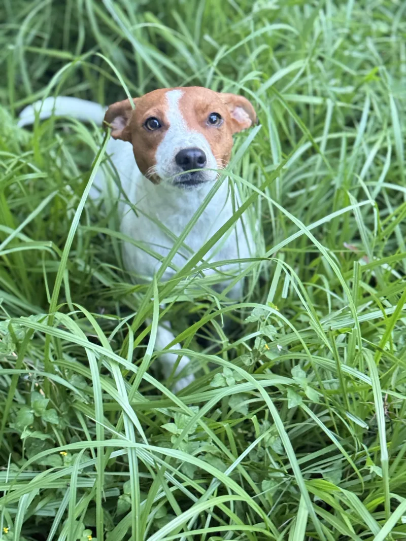 An adult small-sized female Jack Russell Terrier dog named Penny for adoption in Spring, TX