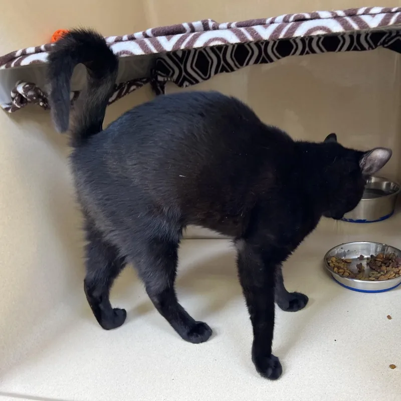 A baby medium-sized female Black Bombay cat named Endora for adoption in Clarksville, VA