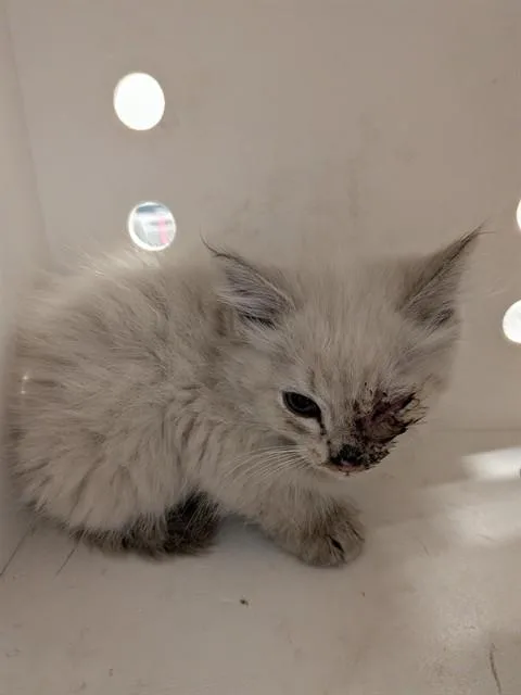 A baby small-sized female Domestic Short Hair cat named Angel for adoption in Ontario, CA