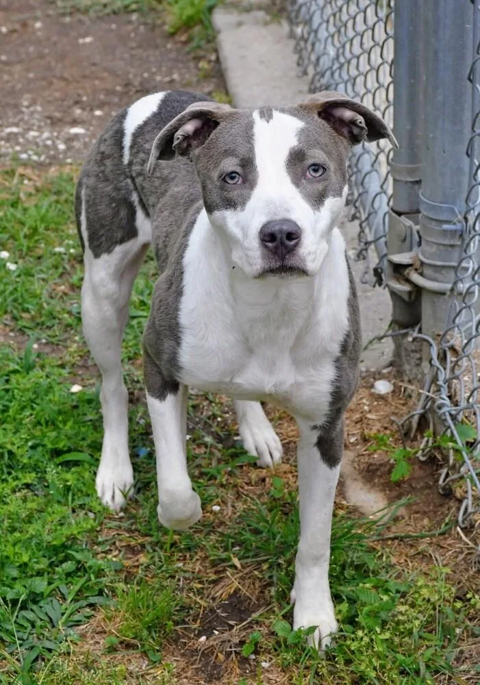 A baby medium-sized female Terrier dog named Pocahontas A for adoption in Silsbee, TX