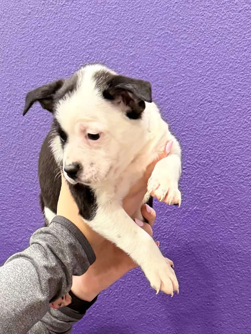 A baby small-sized male Black Boston Terrier dog named Bandit for adoption in Baker, LA