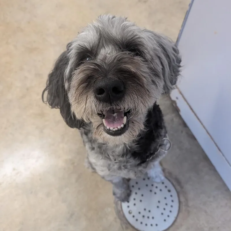 A senior medium-sized male Gray / Blue / Silver Mixed Breed dog named Toby for adoption in Jasper, IN
