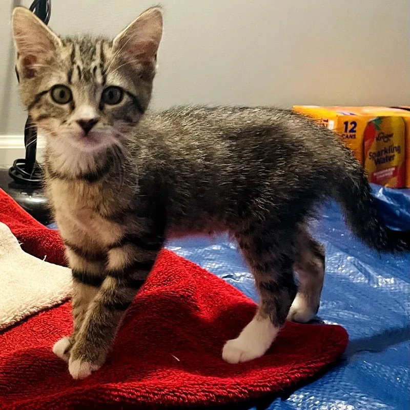 A baby small-sized female Brown / Chocolate Domestic Short Hair cat named America for adoption in Carmel, IN
