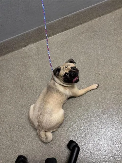 A young small-sized female Pug dog named Veronica for adoption in Las Vegas, NV