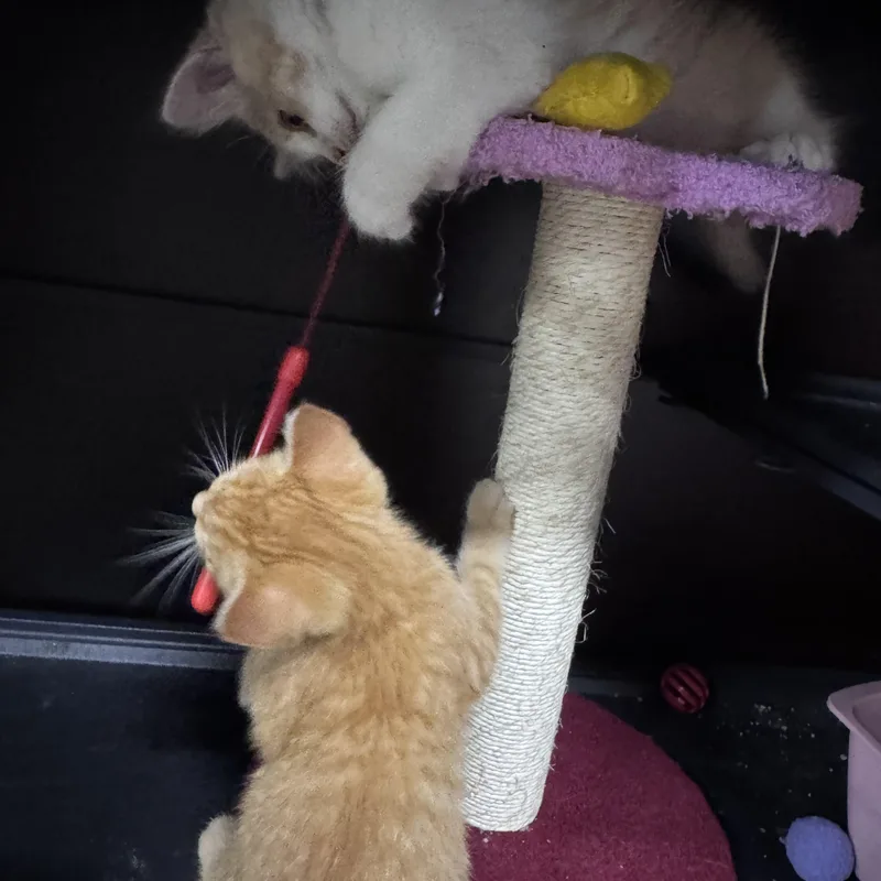 A baby medium-sized male Tabby (Orange / Red) Domestic Short Hair cat named Ray for adoption in Midland, MI