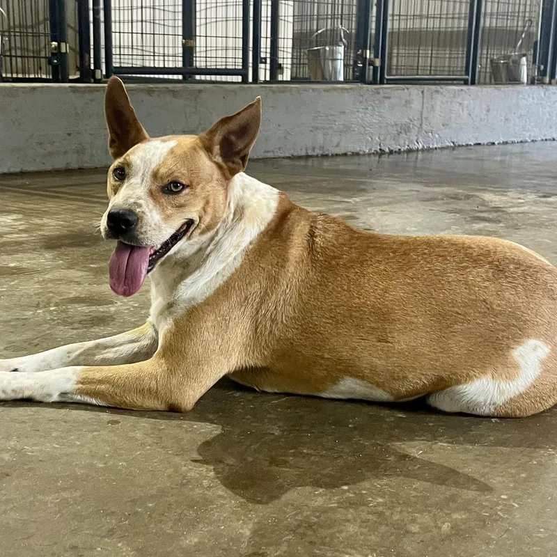 Honey Bee thumbnail 2