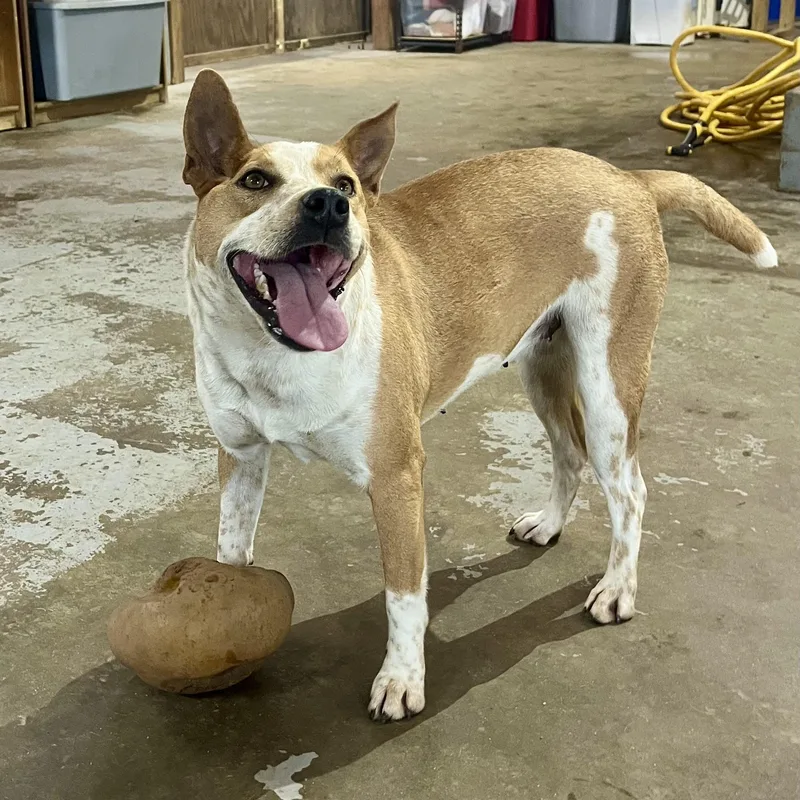 Honey Bee thumbnail 3