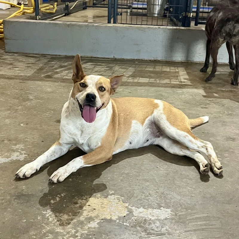 Honey Bee thumbnail 4