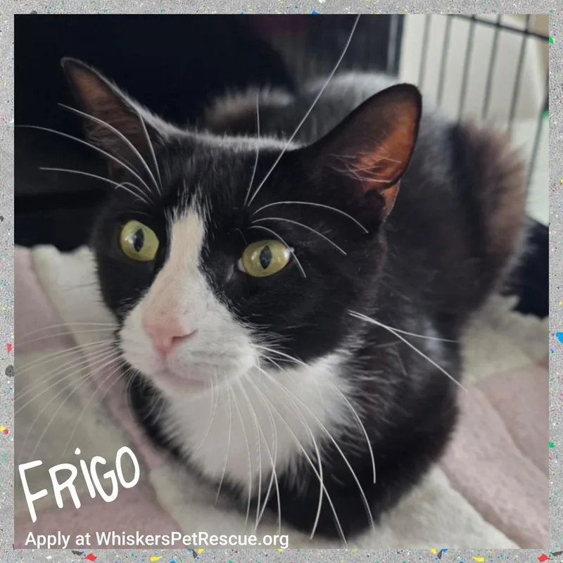 An adult medium-sized male Black & White / Tuxedo Domestic Short Hair cat named Frigo for adoption in Southbury, CT