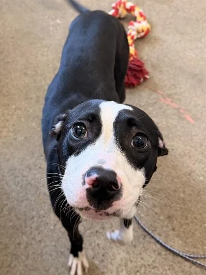 A baby medium-sized female Black Pit Bull Terrier dog named Alpina for adoption in Cleveland, OH