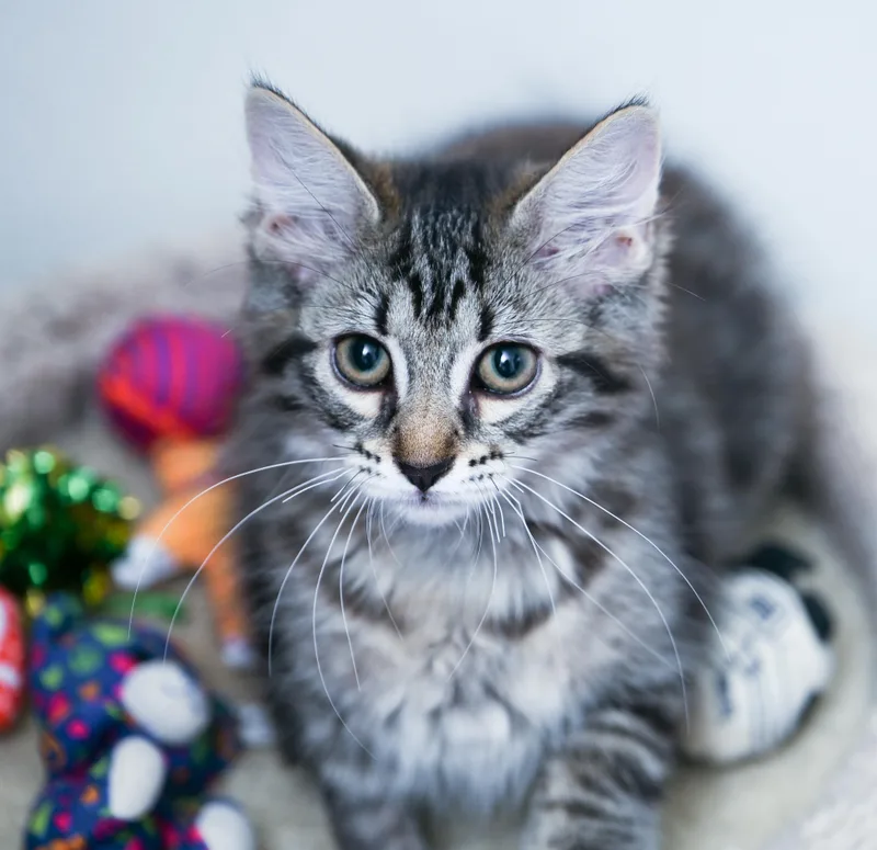 A baby medium-sized female Tabby (Brown / Chocolate) Domestic Long Hair cat named Miss Penelope for adoption in Chattanooga, TN