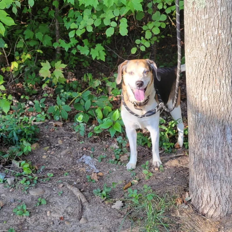 A senior medium-sized male Beagle dog named Binkie for adoption in Verona, VA