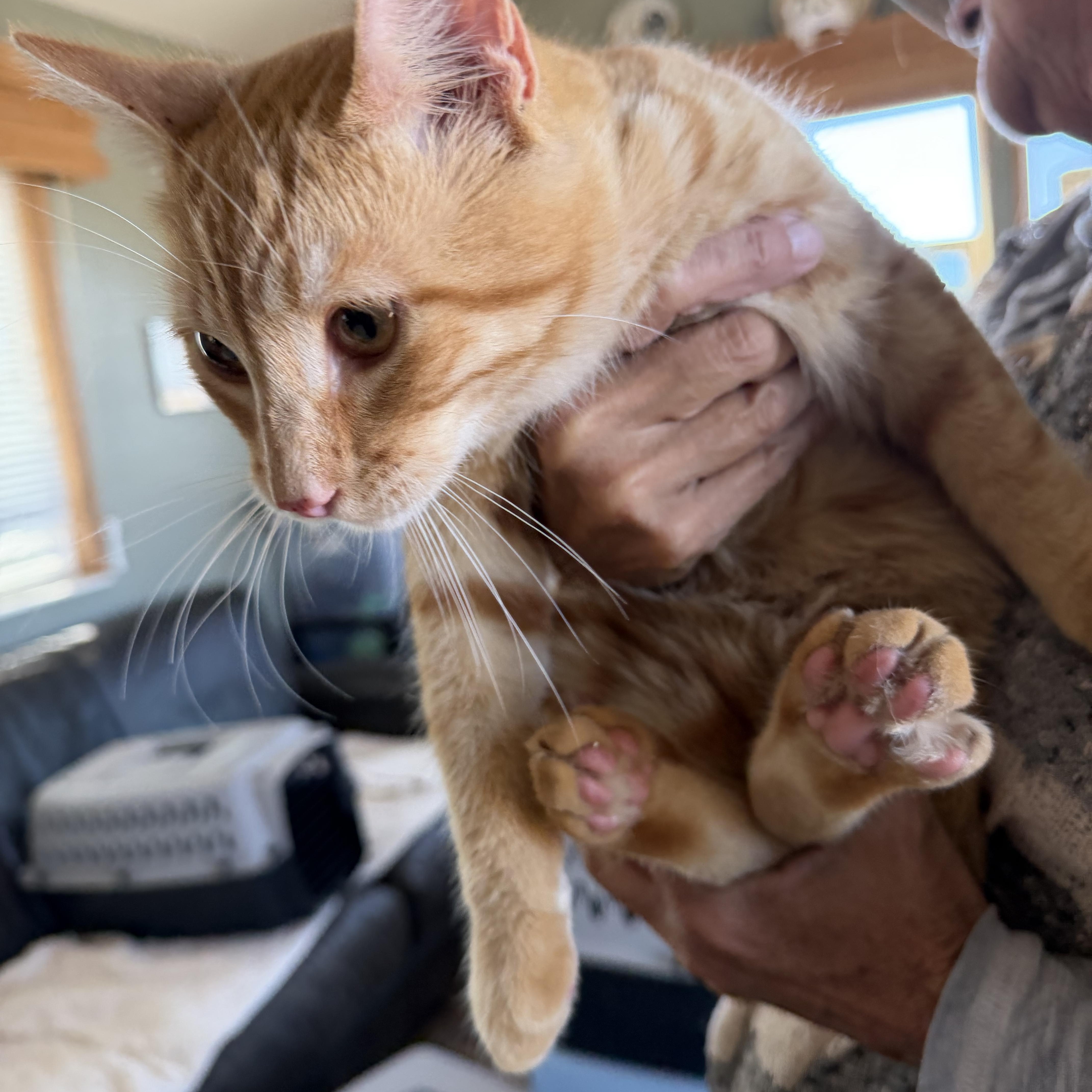 A baby medium-sized male Orange & White Domestic Short Hair cat named Mr. Bigglesworth for adoption in Deming, NM