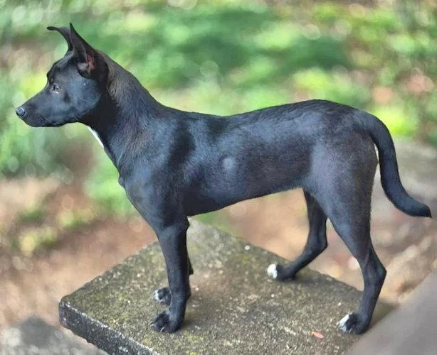 A young medium-sized female Jack Russell Terrier dog named Olivia for adoption in Rutherfordton, NC