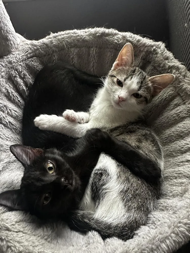 A baby small-sized female Black & White / Tuxedo Domestic Short Hair cat named Acorn for adoption in Mishawaka, IN