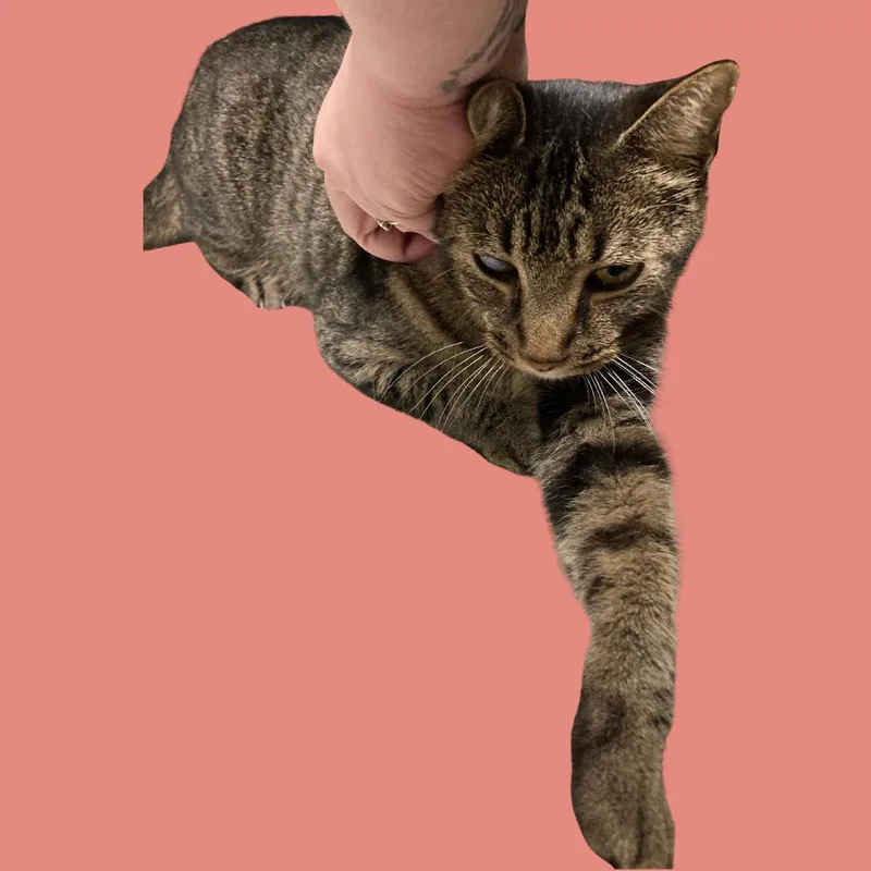 A young medium-sized female Brown / Chocolate Domestic Short Hair cat named Lily for adoption in Blue Ridge, GA