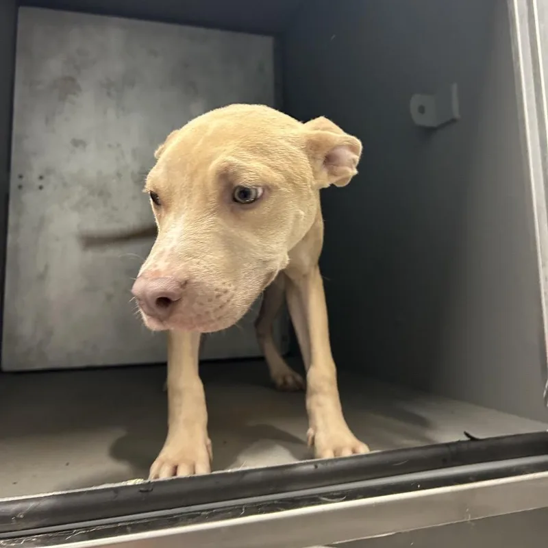 A young medium-sized male Yellow / Tan / Blond / Fawn Pit Bull Terrier dog named Rocky for adoption in Greensboro, NC