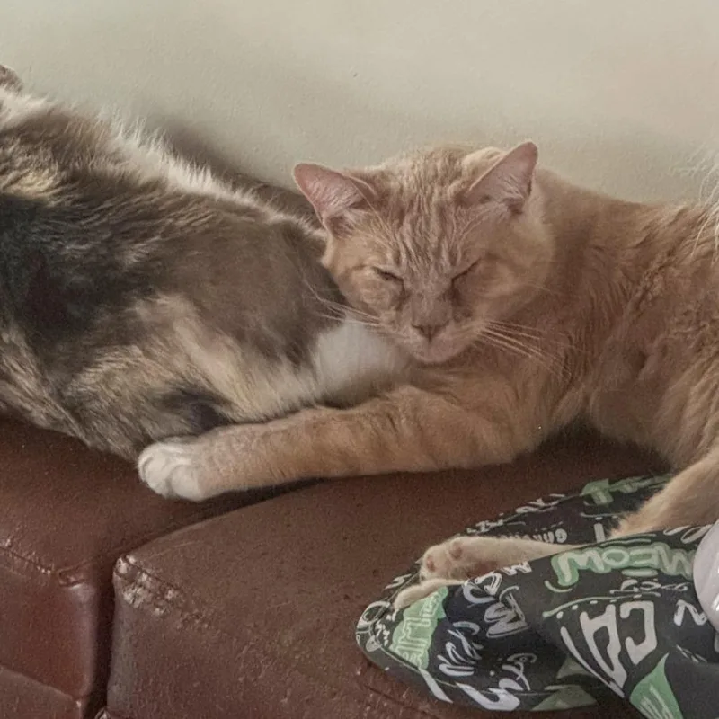 An adult small-sized male Orange / Red Domestic Short Hair cat named Julius for adoption in Los Angeles, CA