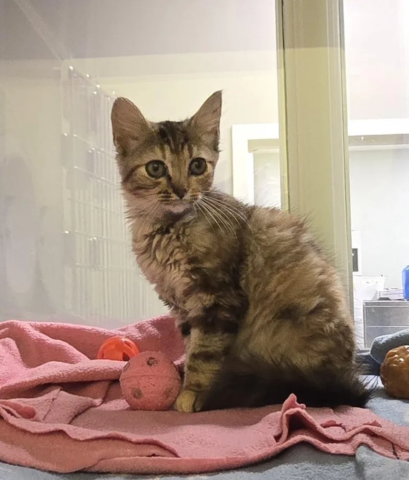 A baby small-sized female Domestic Short Hair cat named Cookie for adoption in Dickson, TN
