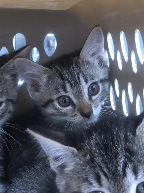 A baby medium-sized female Domestic Short Hair cat named Agnetha for adoption in Dallas, TX