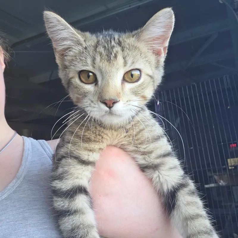 A baby small-sized female Buff / Tan / Fawn Domestic Short Hair cat named LaTavia for adoption in Clarksdale, MS