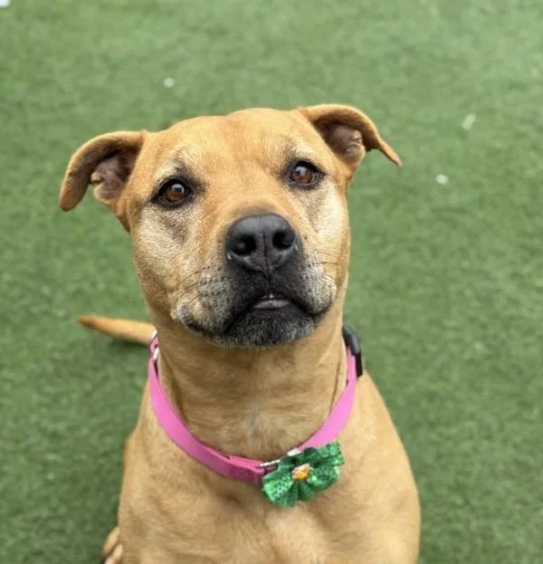 A senior large-sized female Pit Bull Terrier dog named Mullet for adoption in San Diego, CA