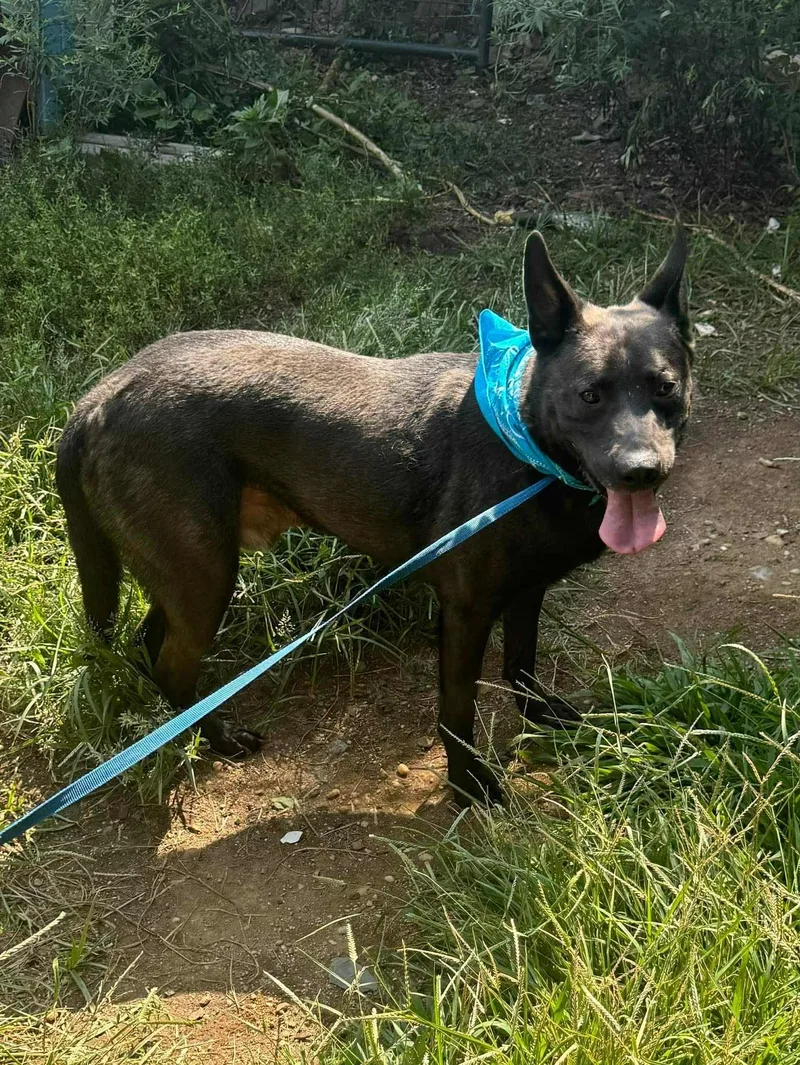 An adult medium-sized male Black Australian Kelpie dog named Alfy for adoption in Old Westbury, NY