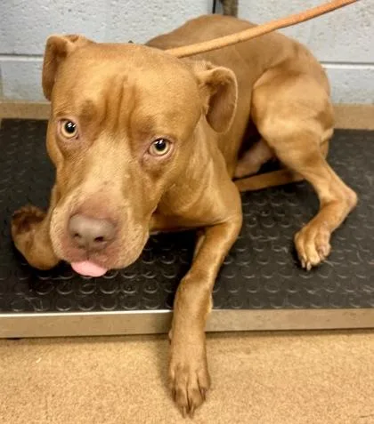 An adult large-sized male Mixed Breed dog named Mathis for adoption in Chamblee, GA