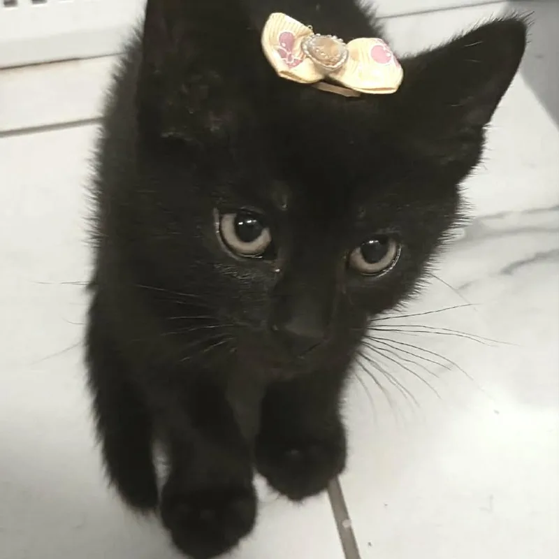 A baby small-sized female Black Domestic Short Hair cat named Isabella for adoption in West Olive, MI