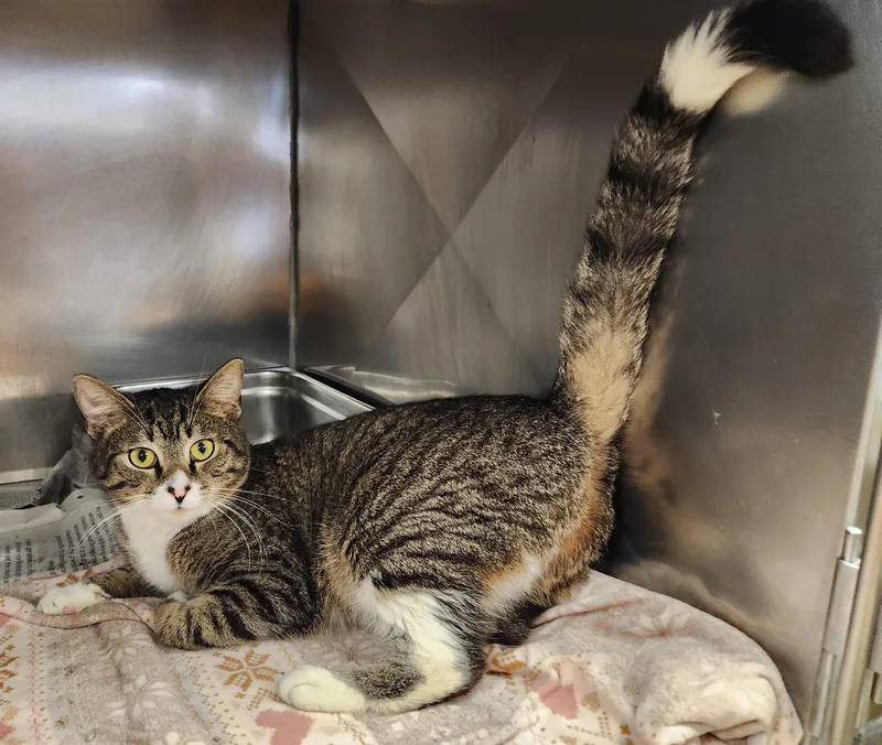 A young medium-sized female Tabby (Brown / Chocolate) Domestic Short Hair cat named Tilapia for adoption in Clayton, NJ