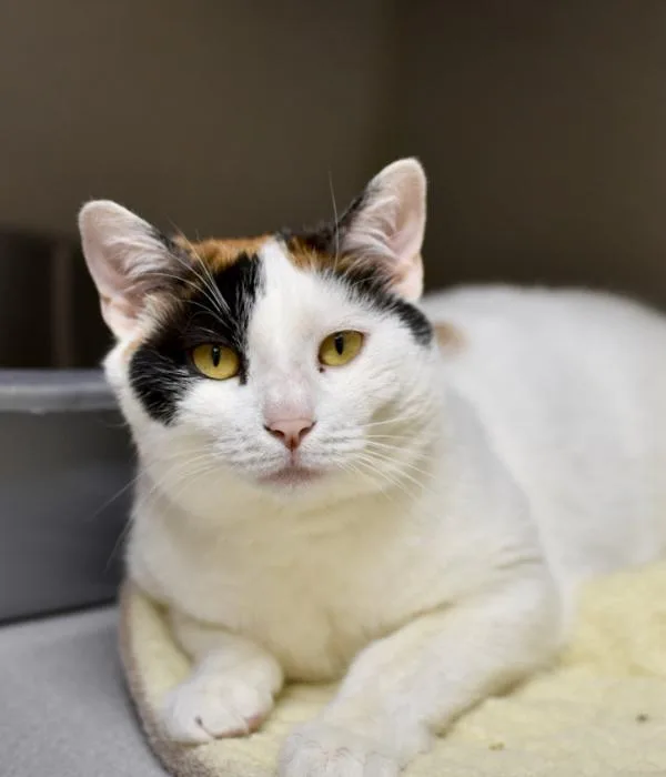 An adult medium-sized female Calico Domestic Short Hair cat named Greta for adoption in Marietta, GA