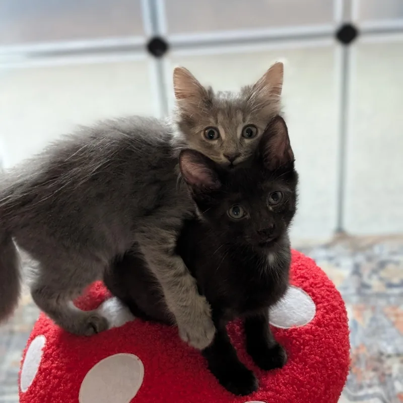 A baby medium-sized male Gray / Blue / Silver Domestic Long Hair cat named Max for adoption in Easley, SC