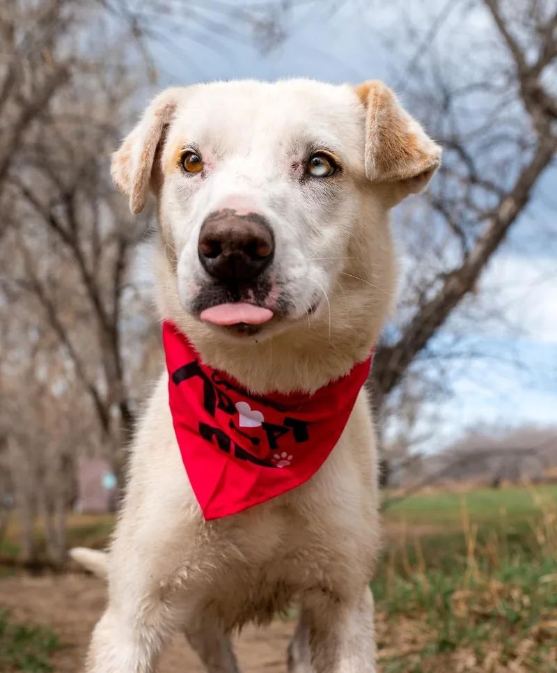 Velvette thumbnail 2