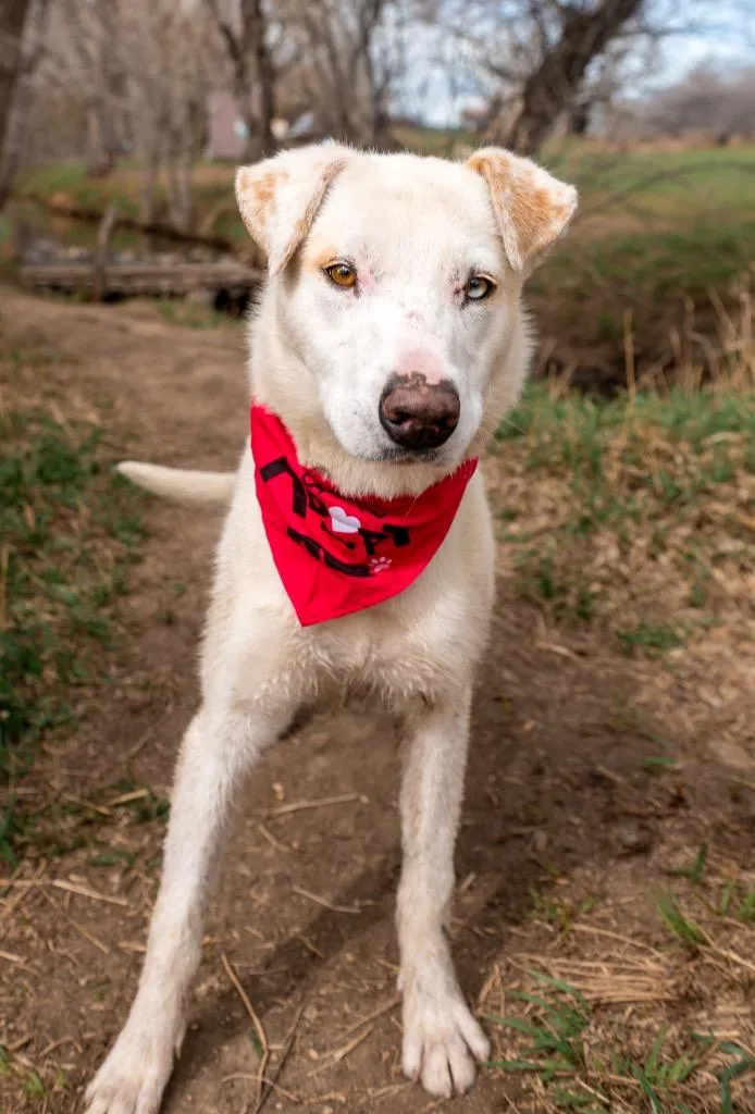 Velvette thumbnail 3